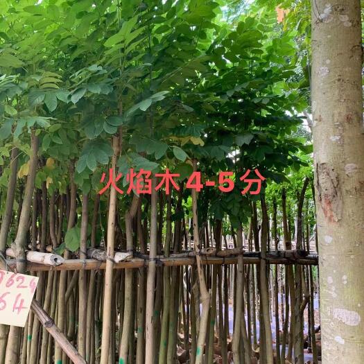 普宁市 火焰木
