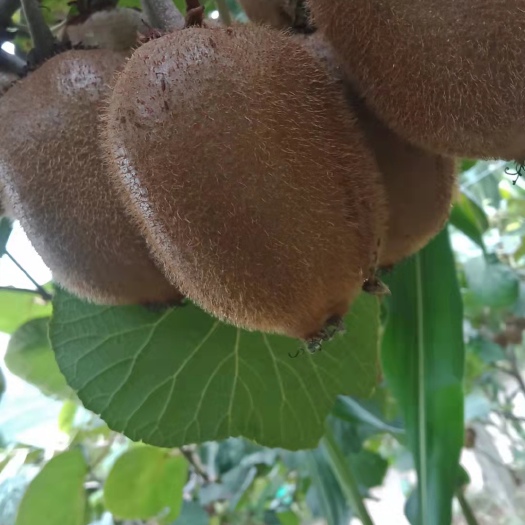 太白县徐香猕猴桃  太白县山地种植的徐香猕胡桃