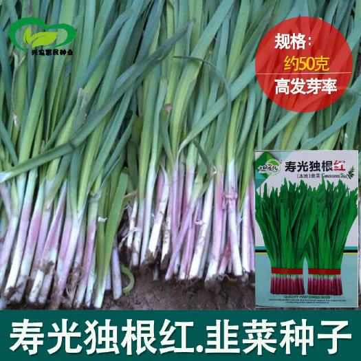 沧县寿光独根红韭菜种子 农田菜园基地阳台种叶嫩绿肥厚韭菜蔬菜籽