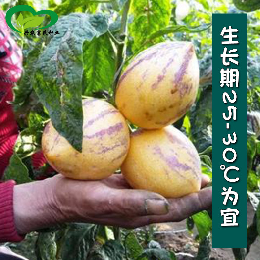 沧县人参果种子 农田菜园可盆栽肉厚清香花果奶香黄肉人参果种子批发
