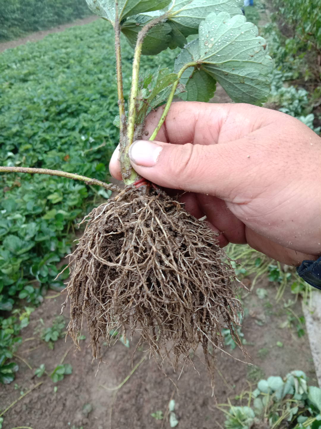 隋珠草莓苗基地 香野草莓苗批发价格 早熟草莓苗