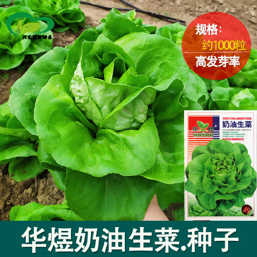 沧县奶油生菜种子 农田菜园可盆栽叶片嫩绿肥厚柔软生菜种子 蔬菜种