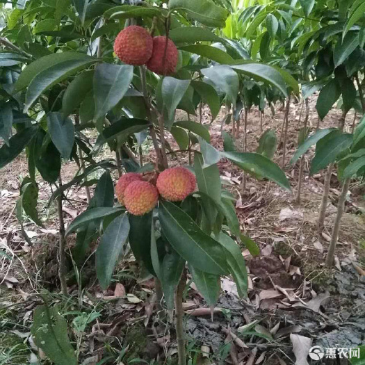 泸州泸州鸡嘴荔枝苗找永安苗圃，泸州妃子笑荔枝苗、遵义荔枝小苗
