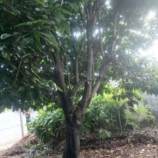 北海 40分苹婆