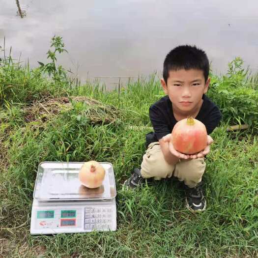 姚安县 云南姚安突尼斯软籽石榴