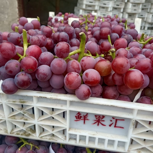 保定巨峰葡萄 河北省保定市清苑区 