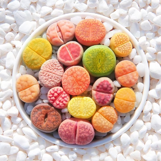 沭阳县 生石花多肉植物混合