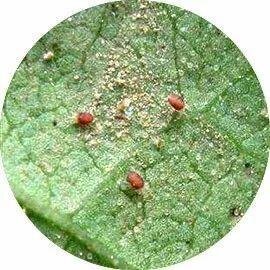 北京生物防治虫 捕食螨 智利小植绥满 只要防控红蜘蛛