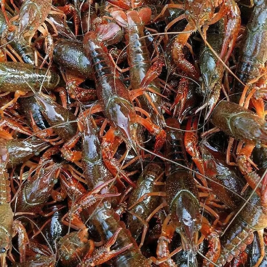洪湖市4.28湖北洪湖清水小龙虾产地直销一手货源 量大价可谈