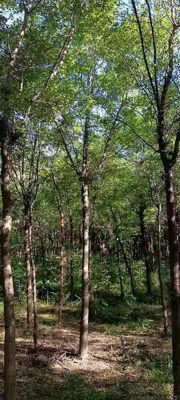 西安大刺皂角树，米径2公分—18公分