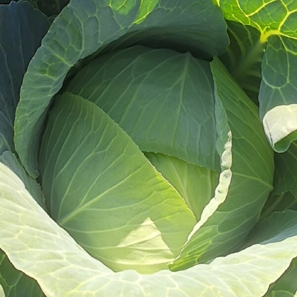 奥奇娜甘蓝  甘肃靖远莲花白