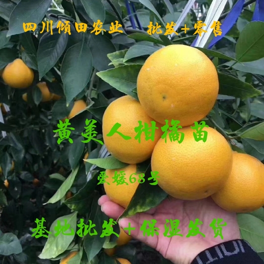 简阳市黄美人柑橘苗黄美人柑桔苗爱媛68种苗水果苗