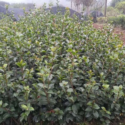 浏阳市 批发茶梅小苗  茶梅小苗价格  名种规格茶梅球
