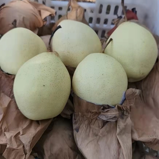 赵县 水晶鸭梨，赵县鸭梨，河北鸭梨