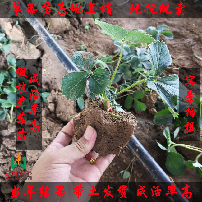 桃熏草莓苗基地报价，桃熏草莓苗多少钱