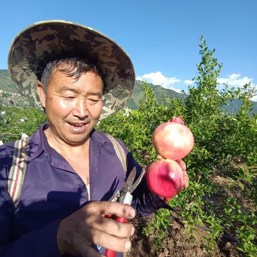 西昌市 凉山突尼斯软籽石榴。