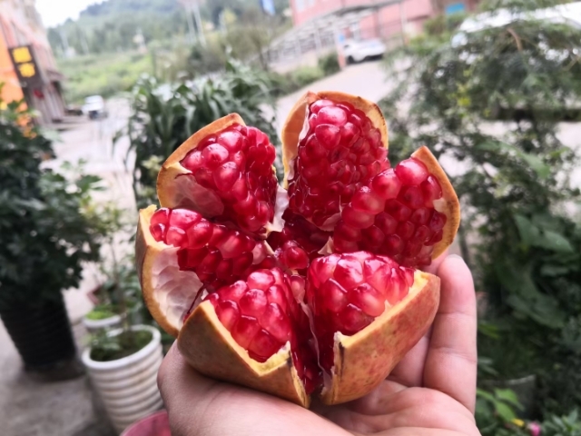 盘州市 突尼斯软籽石榴