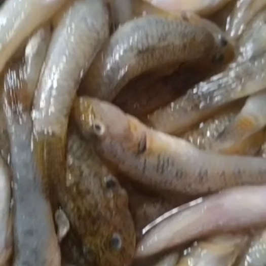 乳源县山坑鱼仔 小黄鱼，山坑鱼