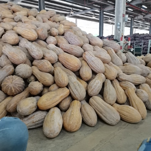 黑皮冬瓜 冬瓜  南瓜 供应学校超市