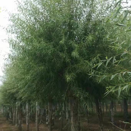 馒头柳 杆直，帽圆，移栽苗成活率高