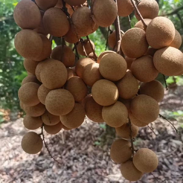 桂圆肉 厦门特产，凤穗穗桔圆干，口味独特，个头饱满，新鲜上市送礼佳品