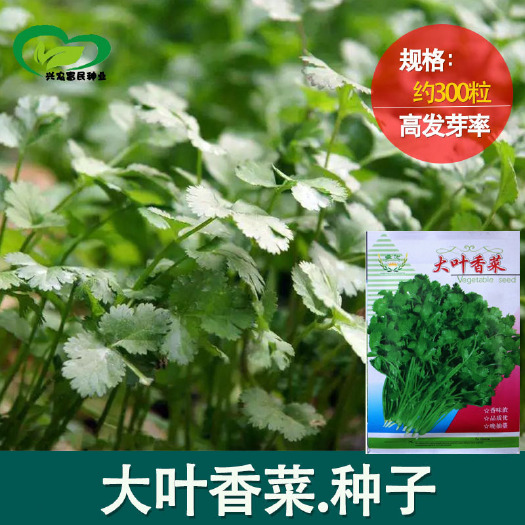 沧县大叶香菜种子批发 农田菜园可盆栽香味浓纤维少芫荽蔬菜籽