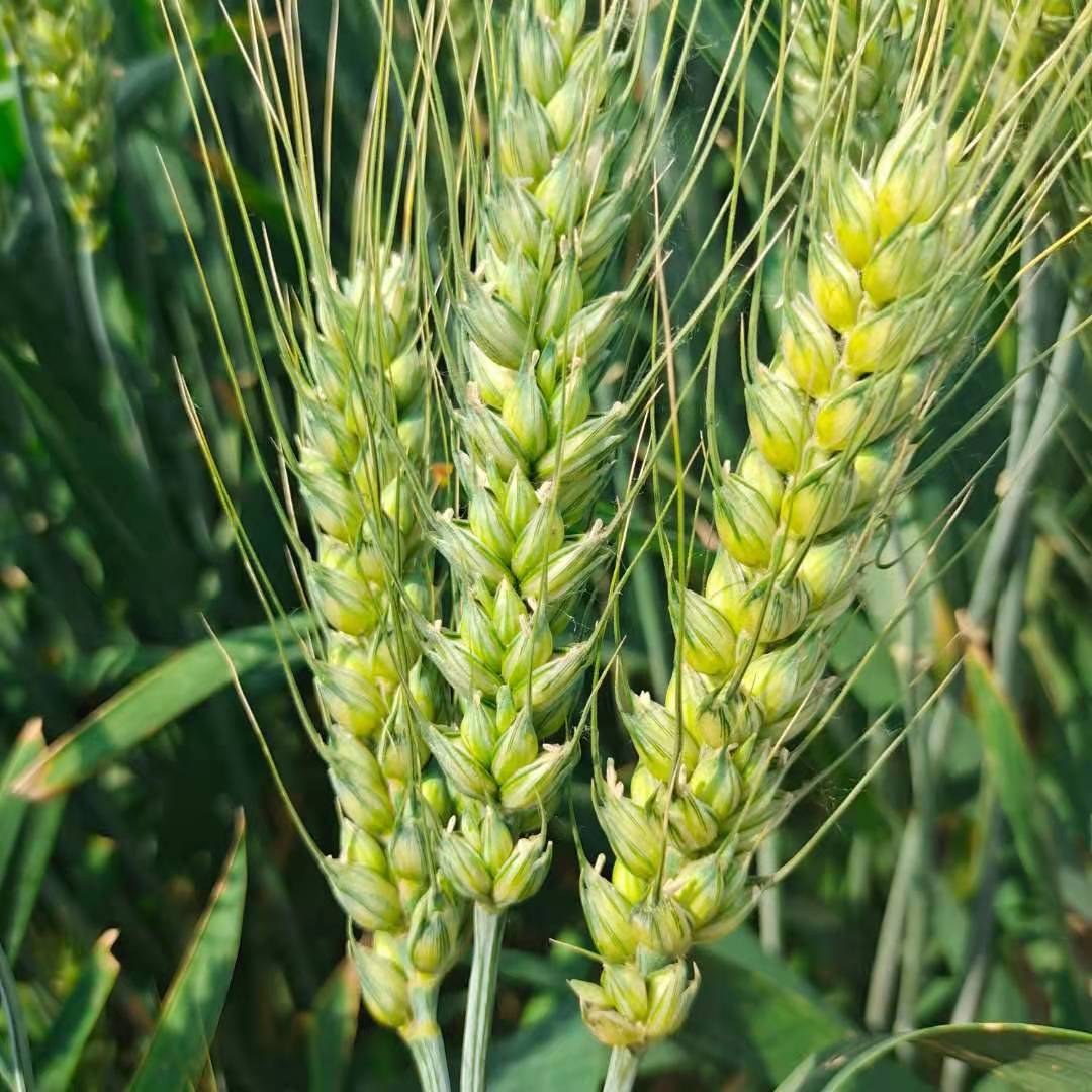 小麦种子  石麦15号小麦良种 盐碱地首选 山东鲁北种业直销