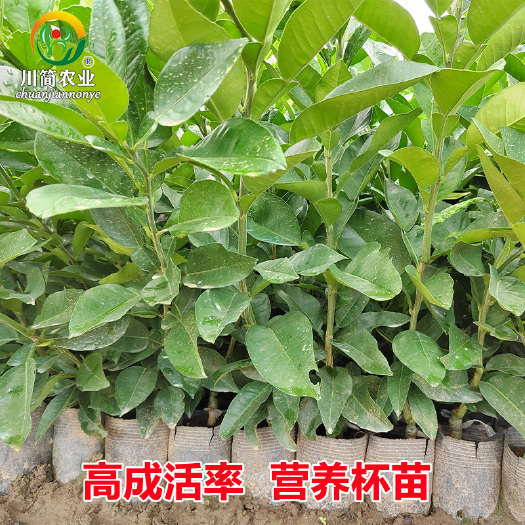 简阳市泰国红宝石柚苗越南青柚苗新品种柚子苗
