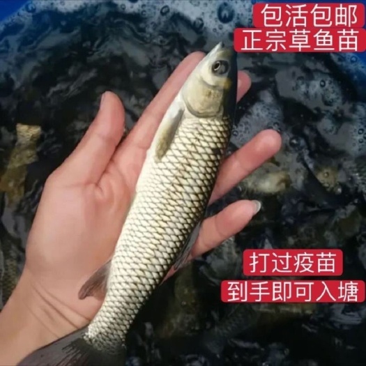 湘潭草鱼苗 草鱼鱼苗青鱼胖头芝麻花鲢白鲢鳊鱼油鲩乌青食用活体鱼苗淡水养殖
