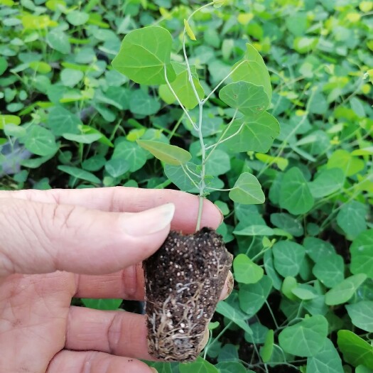 安远县粉防己种苗  ，秋冬育穴盘苗，杯苗，接受预定价格优惠