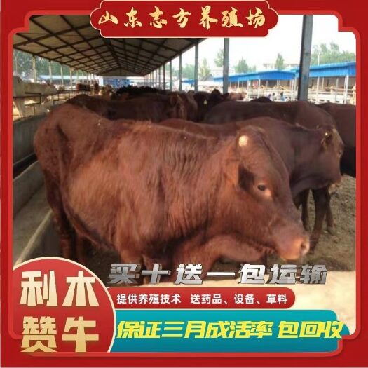 西吉县 利木赞牛犊肉牛犊小牛崽五元杂交牛苗活牛出售