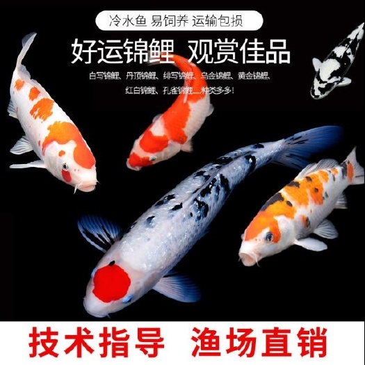 湘潭日本纯种锦鲤鱼锦鲤鱼苗水花鱼苗招财锦鲤风水锦鲤