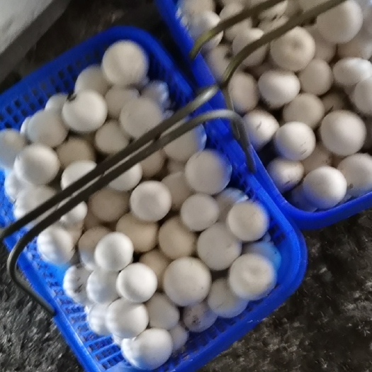 平湖市 双孢蘑菇，蘑菇，白蘑菇，食用菌