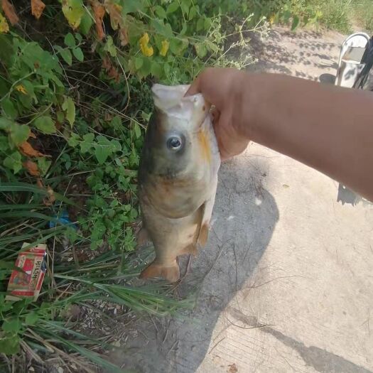 湘乡市 鲢鳙，不是饲料鱼