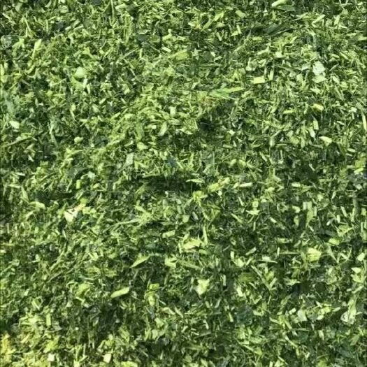 内丘县青储草  2022年青储饲料