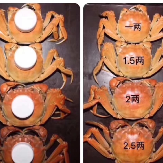 盘锦盘锦稻田蟹