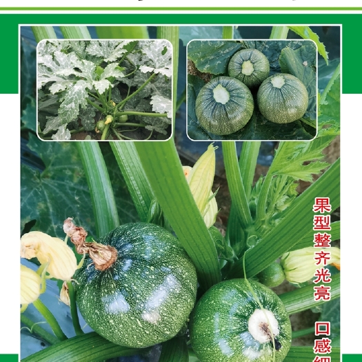 圆西葫芦种子泰葫三号泰国，光泽发亮型美，早熟杂交丰产逆抗