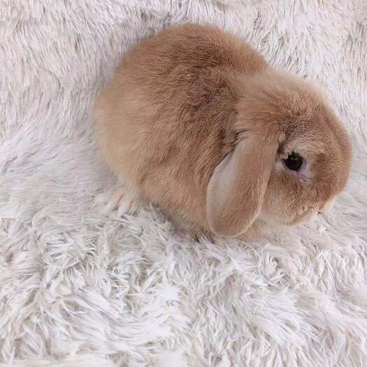 盱眙县垂耳兔 宠物兔