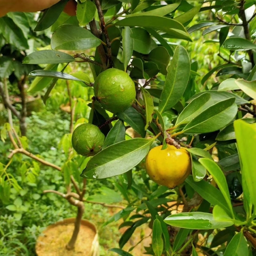 灵山县山竹树苗广西基地黄金岭南山竹苗带土带叶发货结果快庭院种植包邮