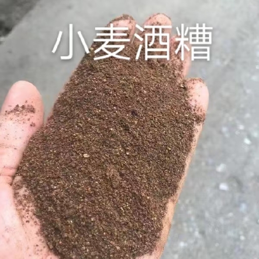 石家庄 小麦酒糟
