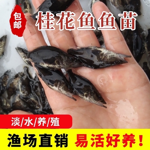 鳜鱼苗 现货包邮桂鱼水花鳜鱼水花鲈桂斑桂