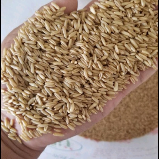  精品大莜莜麦1号