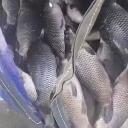上高县 网箱鲤鱼1.5到2斤