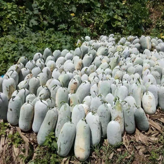 勐腊县小冬瓜  版纳香冬瓜，不香不要钱。