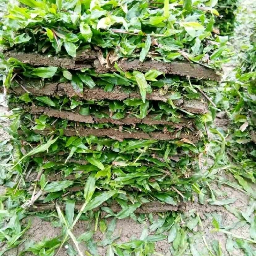 灵山县大叶油草坪