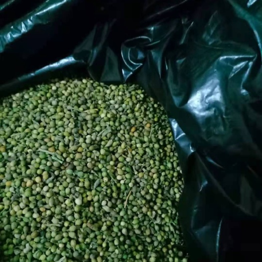 庆阳 麦黄草种子