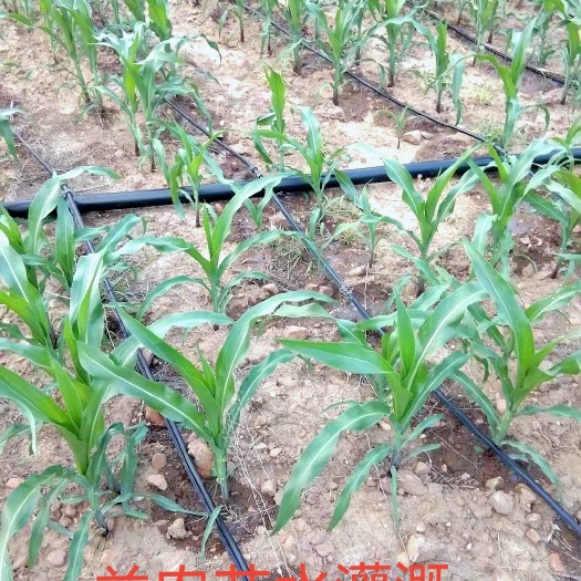 鄄城县山西小麦玉米滴灌 贴片滴灌带 双孔大流量 抗堵塞 双倍出水