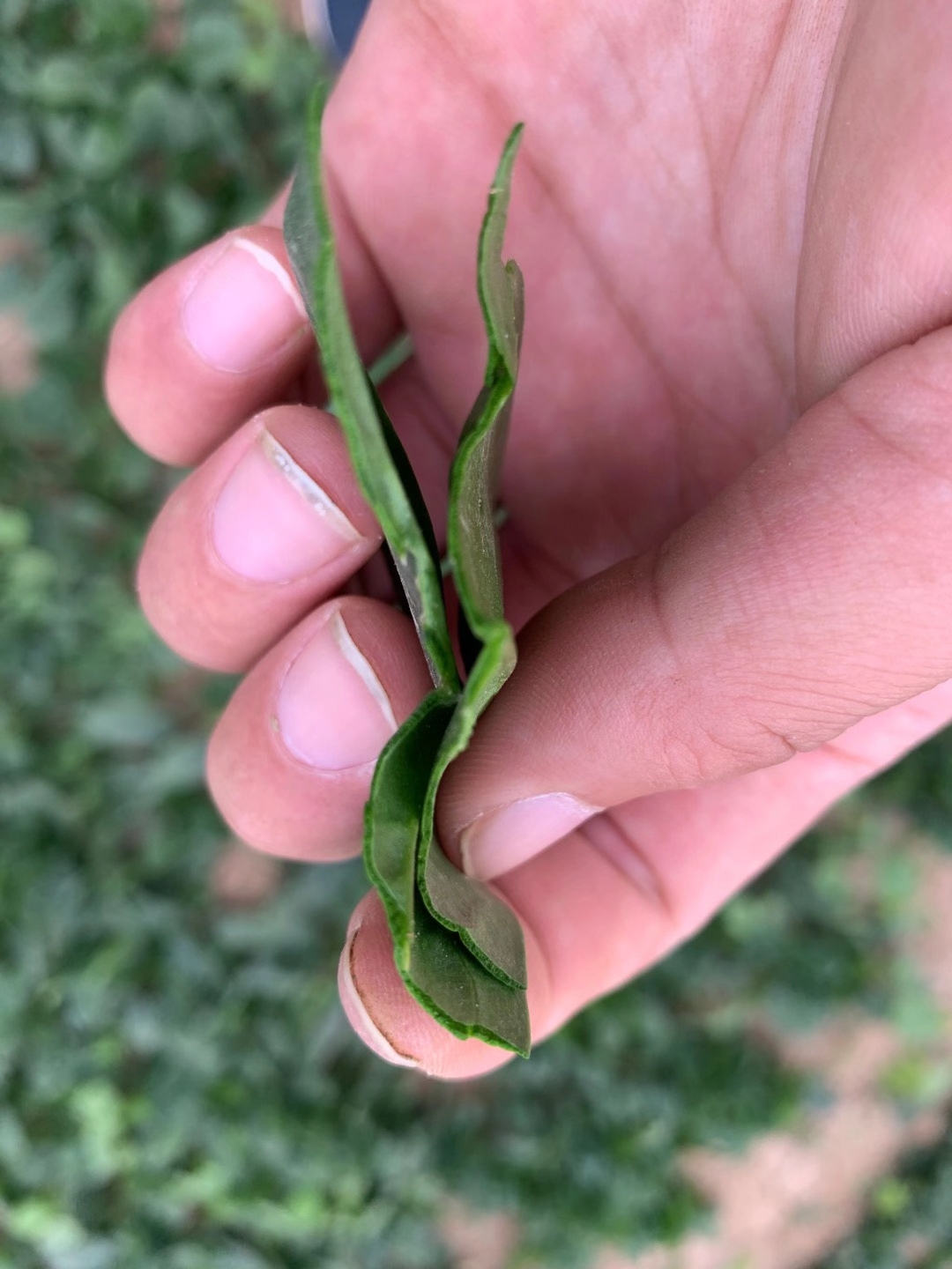 萬幫墨地趴 精品趴地菠菜種子 秋冬種植