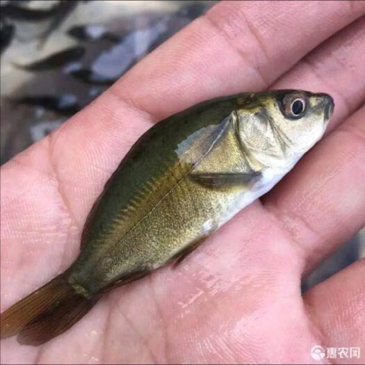 云县四川鲤鱼苗适应能力强，无任何病害。