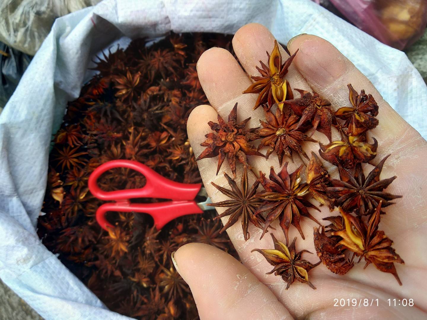 石阡县贵州铜仁非食用野生药材钓鱼醉鱼药用八角干品产地直发